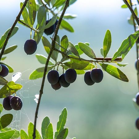 Azienda Agricola Moschioni Cividale del Friuli Εξωτερικό φωτογραφία