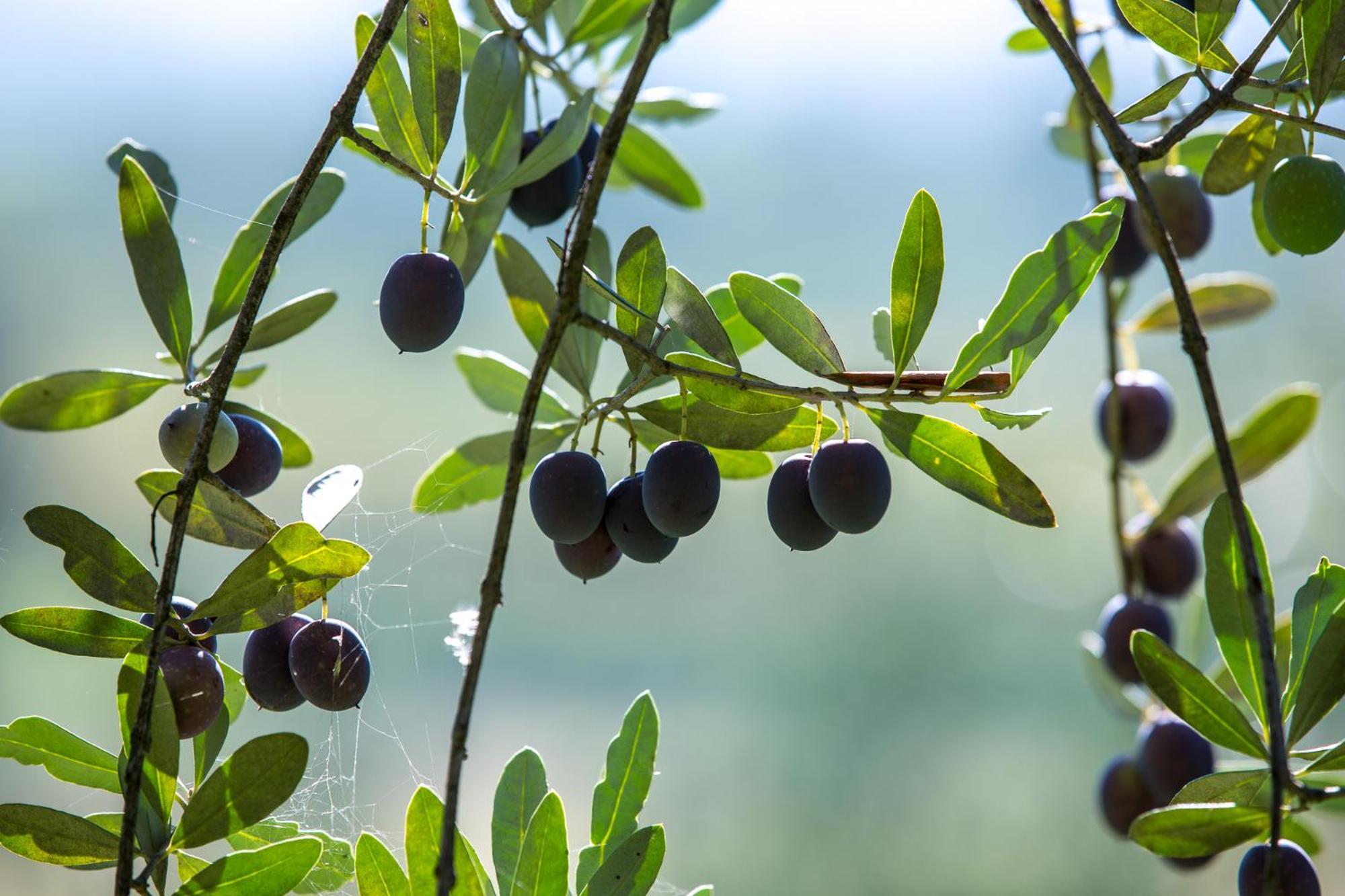 Azienda Agricola Moschioni Cividale del Friuli Εξωτερικό φωτογραφία