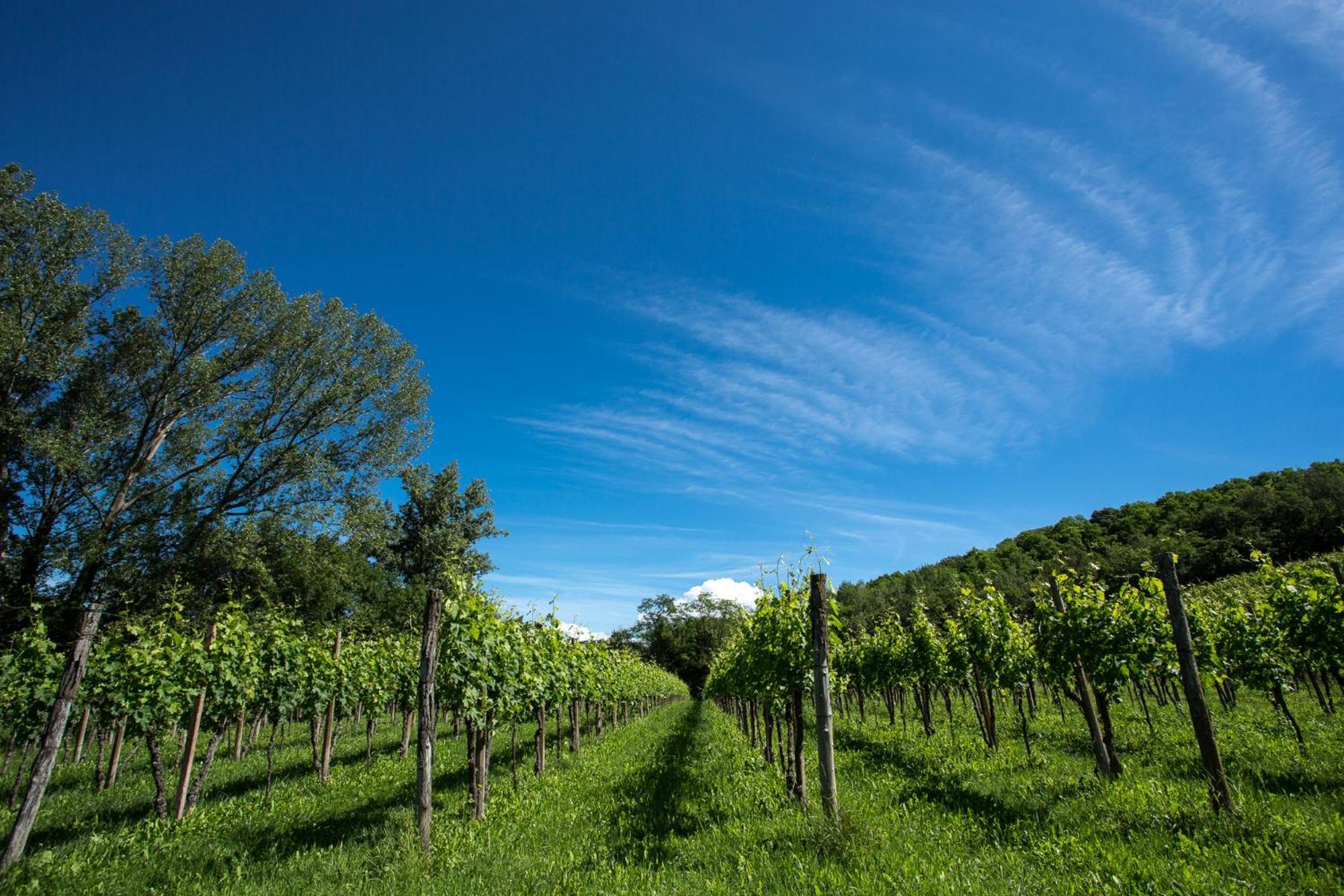 Azienda Agricola Moschioni Cividale del Friuli Εξωτερικό φωτογραφία