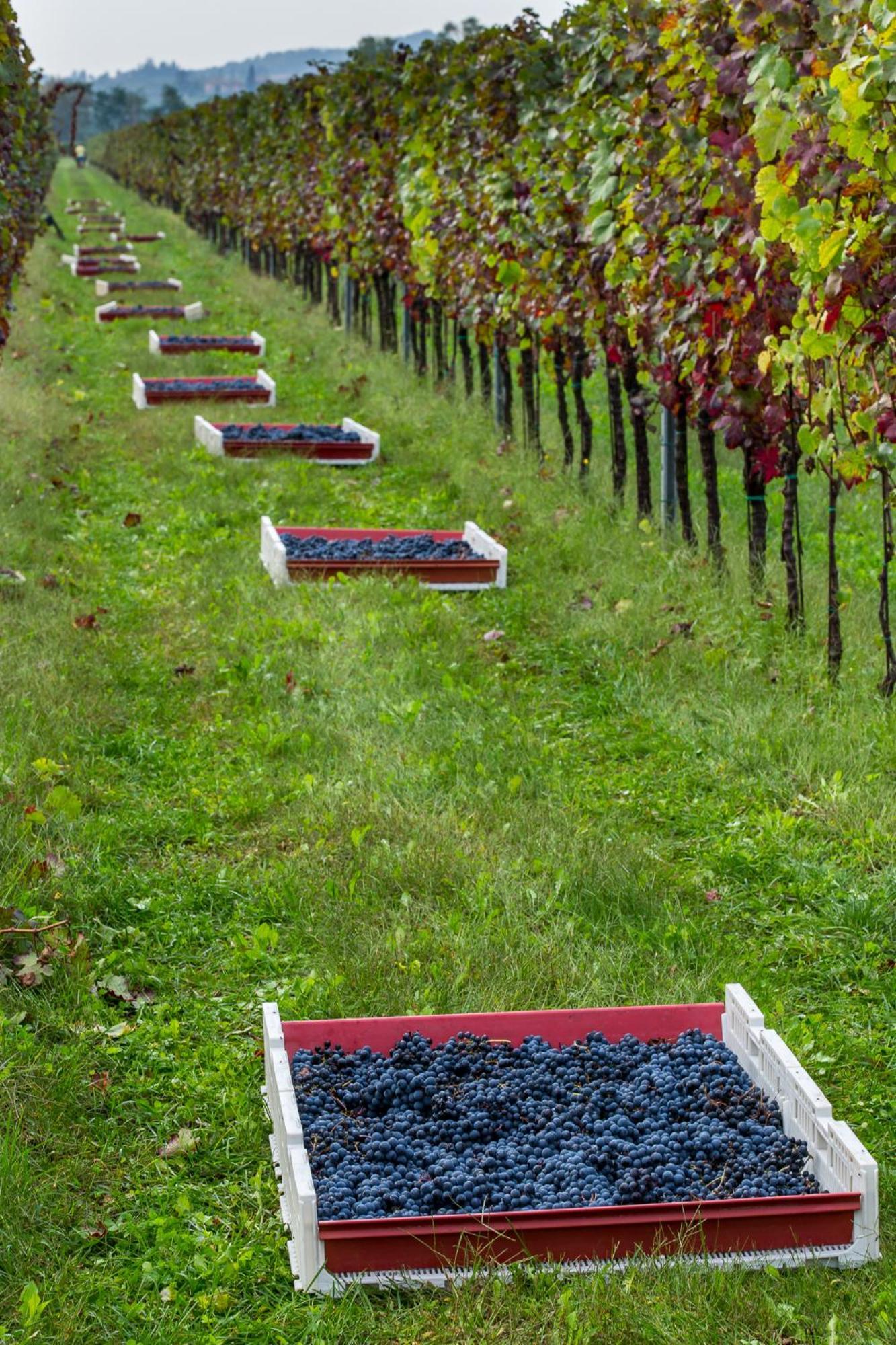 Azienda Agricola Moschioni Cividale del Friuli Εξωτερικό φωτογραφία
