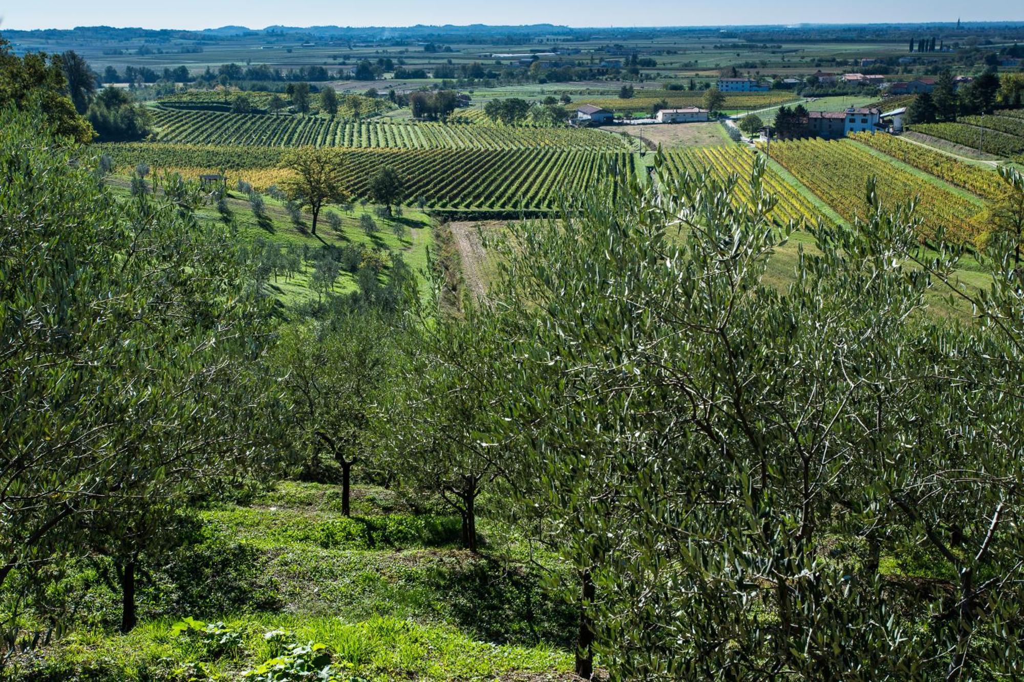 Azienda Agricola Moschioni Cividale del Friuli Εξωτερικό φωτογραφία